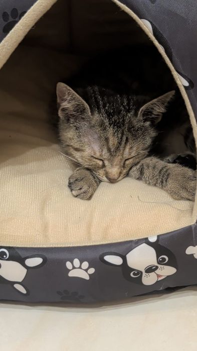 Śliczna pręgowana 3,5 miesięczna mała kotka do adopcji