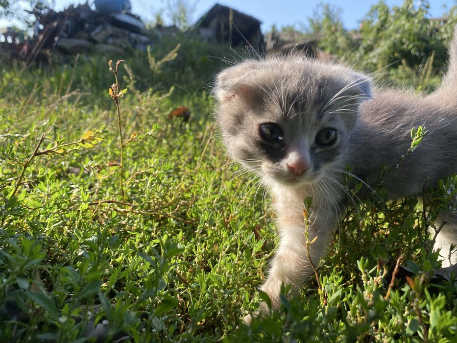 Продаю котиків