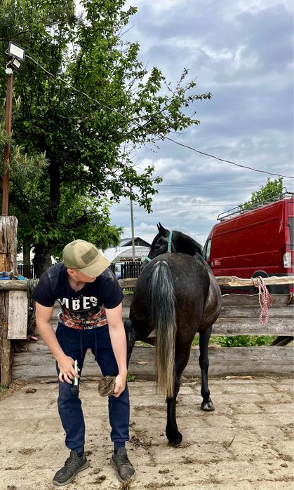 Piękna para kuców