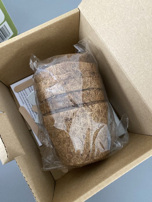 Zestaw do uprawy drzewka Bonsai