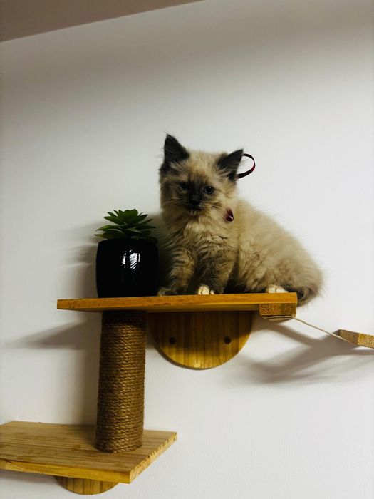 Śliczny Ragdoll z metryką!