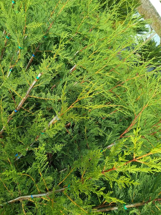 Leyland - Leylandii - Cedro para sebe