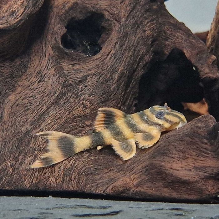 Zbrojnik L306 Panaqolus claustellifer 4-6cm