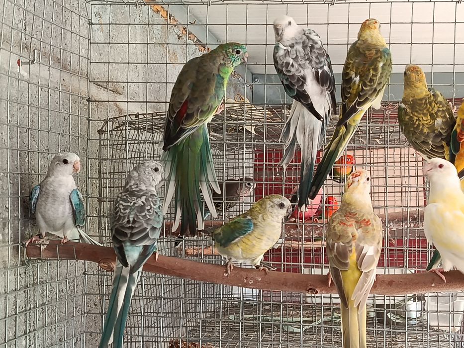 Casais Red rumped Aves anilhadas
