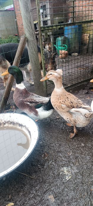 Parka kaczek staropolskich czubatych