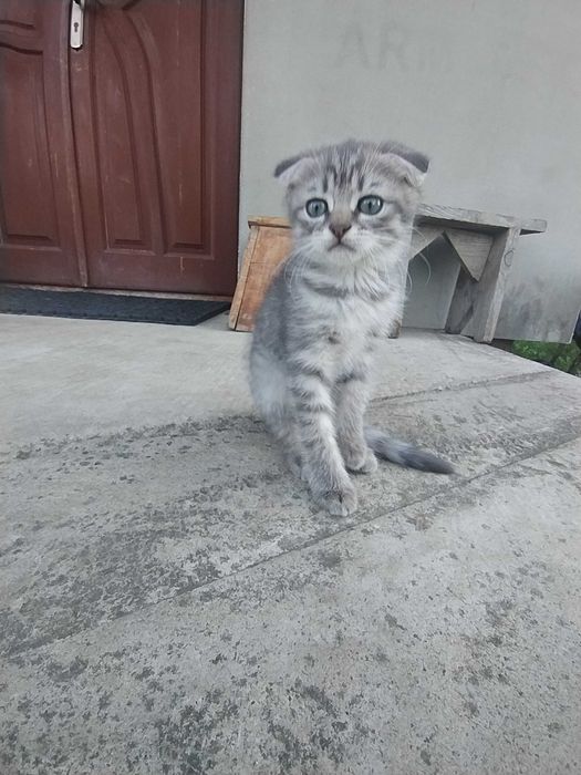 Віддам котиків у гарну сім'ю