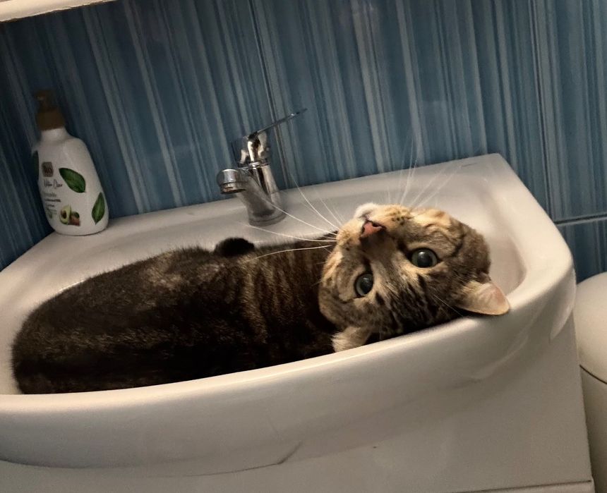 Прилаштовується Кіт 2,5 роки