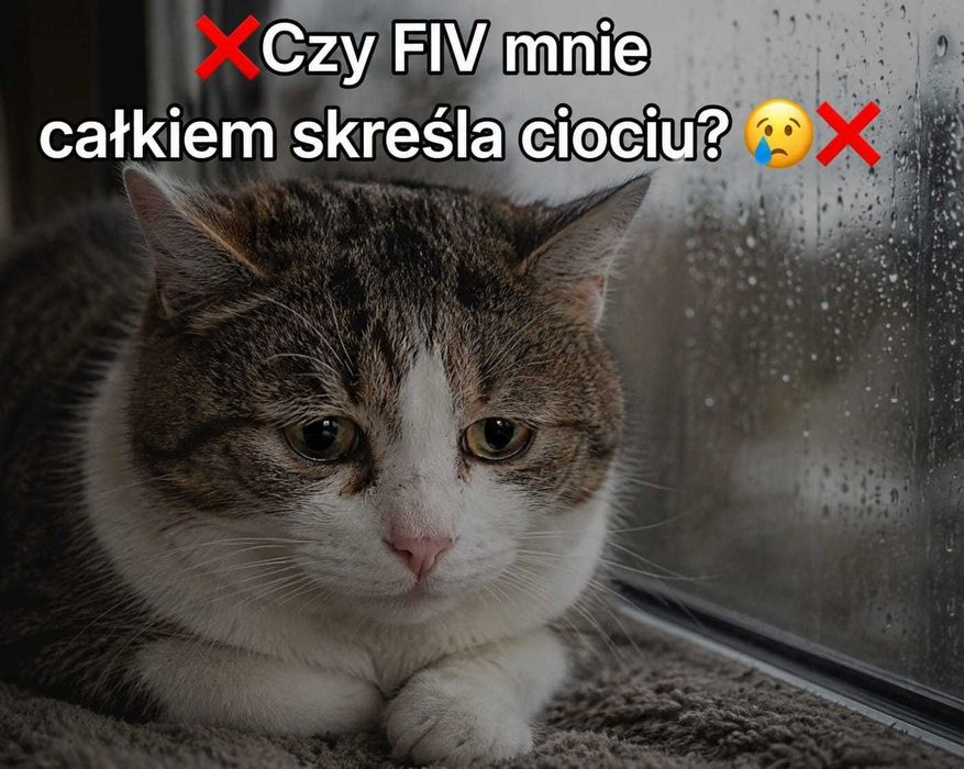 Loopuś czeka już tak długo... Czy to właśnie Ty go pokochasz?