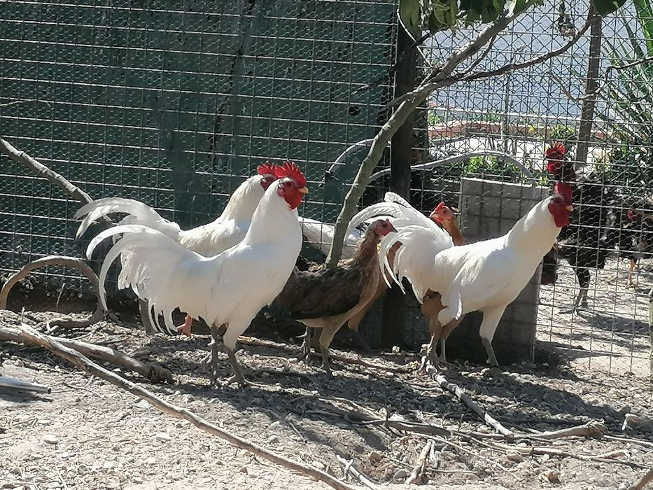 Galo exótico que ri - Ayam Ketawa