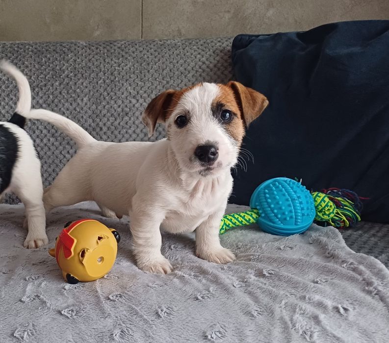 Jack russell terrier