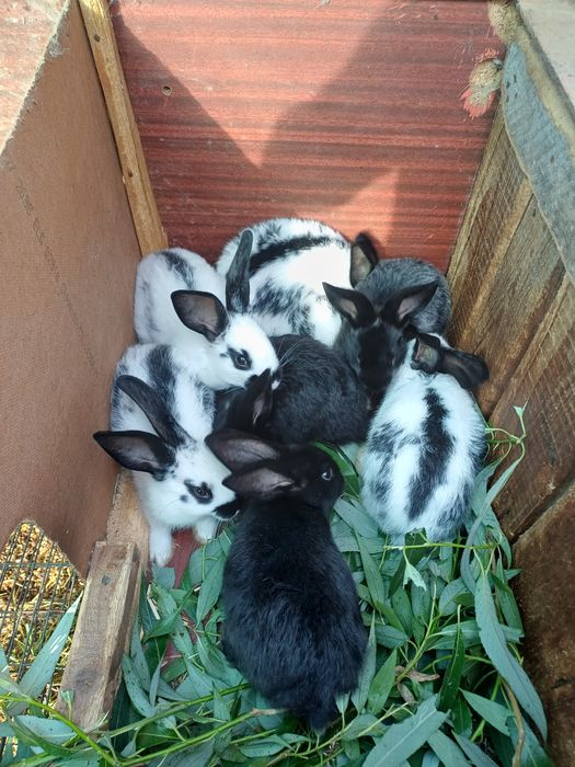 Продам крілики різні