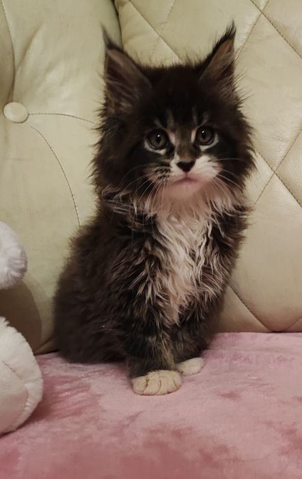Maine coon 1700zl