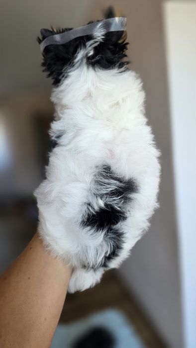 Biewer Yorkshire terrier - chłopczyk