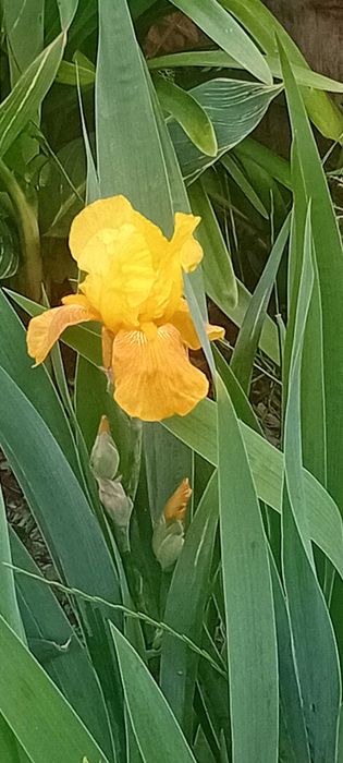 Iris amarela em vaso
