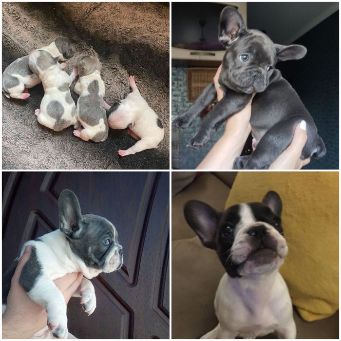 ВЯЗКА Французский Бульдог!!!