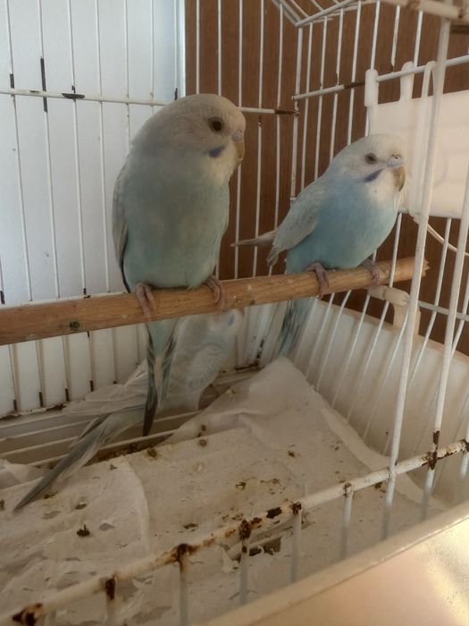 Caturras e periquitos