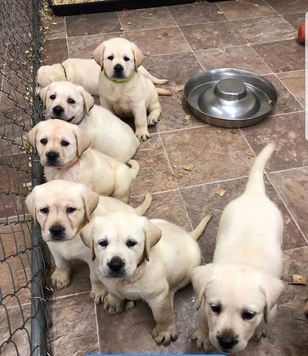 Шоколад хлопчики та дівчата Лабрадорчики з документами є ЧІП Доставка