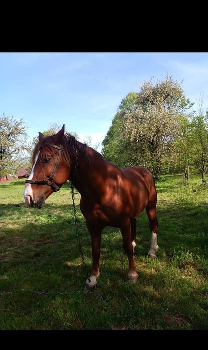 Продам Коня порода (Торійський Ваговоз)