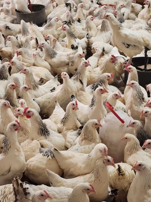 Kury Nioski Młode Rosa Leghorn Dominant Messa.Z pierwszym jajkiem.