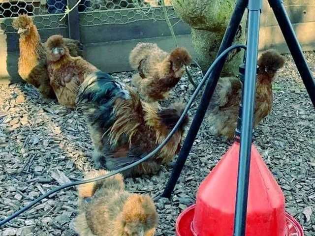 Інкубаційне яйце птиці Китайська шовкова шоколад,білий,спліш,коричнева