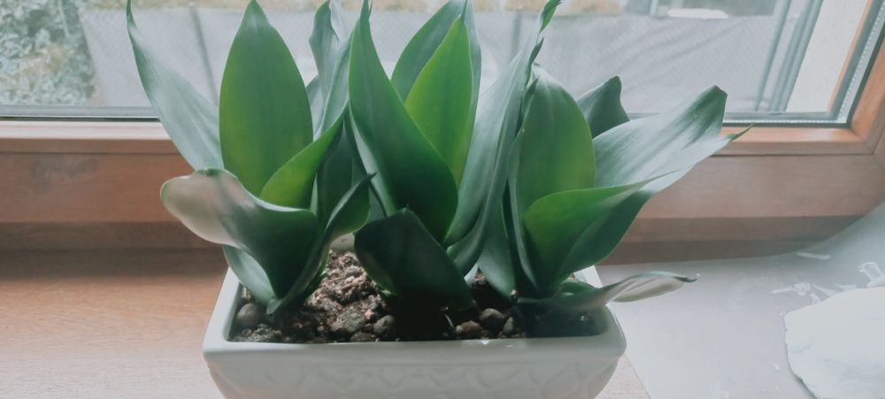 Sanseweria hahni black