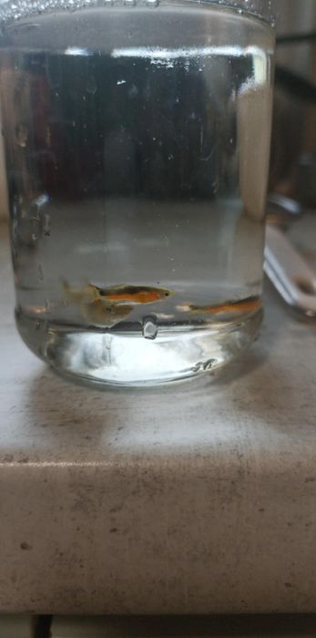 Gupiki – 2 samce + 1 samica – już się rozmnażają