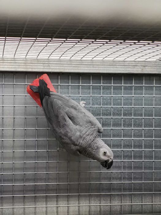 Casais Papagaios Cinzentos de Cauda Vermelha