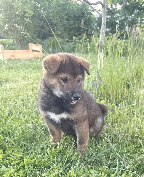 Shiba inu sezamowy chlopak
