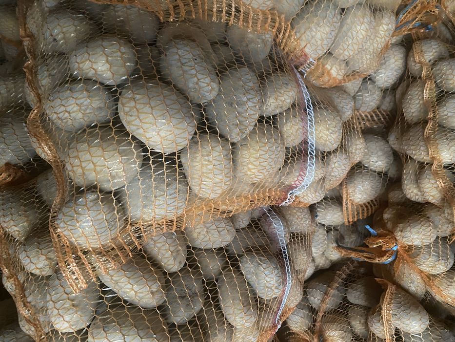 Ziemniaki jadalne kaliber grube i drobne