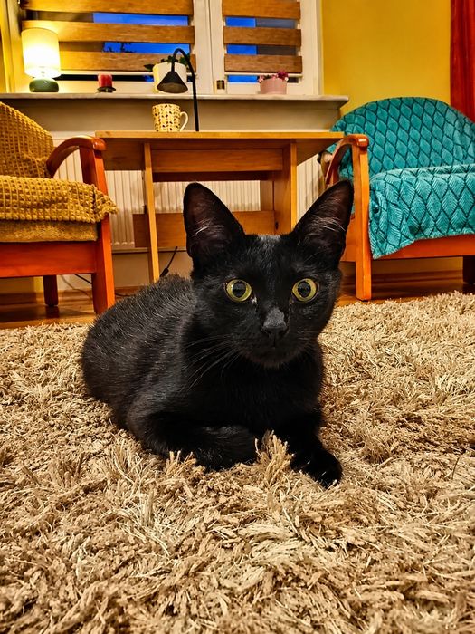 Filigranowa koteczka do adopcji