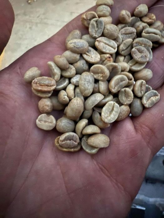 Кава ЗЕЛЕНА гурт (опт)