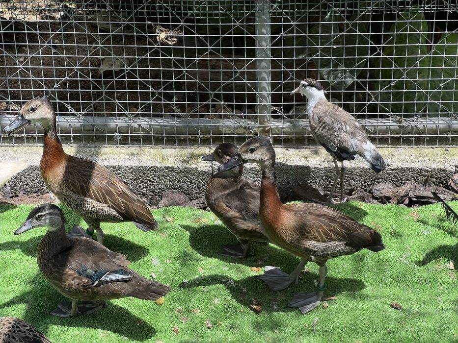 Aves aquáticas / Patos ornamentais e aves limicolas