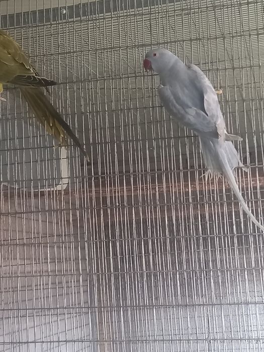 Ring Necks - Fêmeas 2025