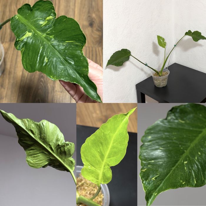 Monstera Thunderbolt, Vietciosa, Full Mint