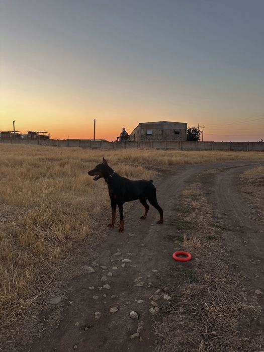 Доберман для вʼязки