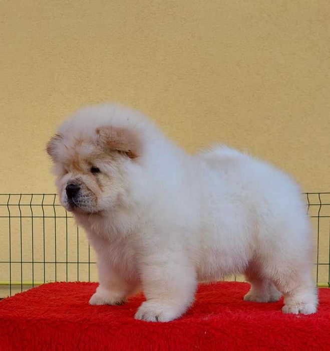 Chow Chow disponível