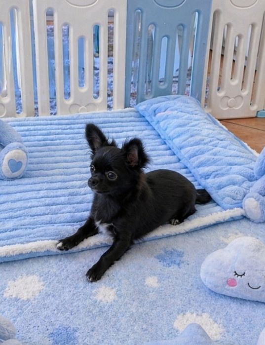 Chi macho  pêlo longo c tds as vacinas  Pedigree e afixo