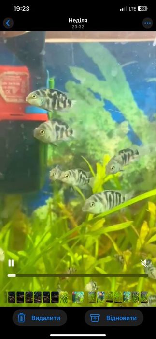 Цихлозома Седжика Цихлозома Чернополоса