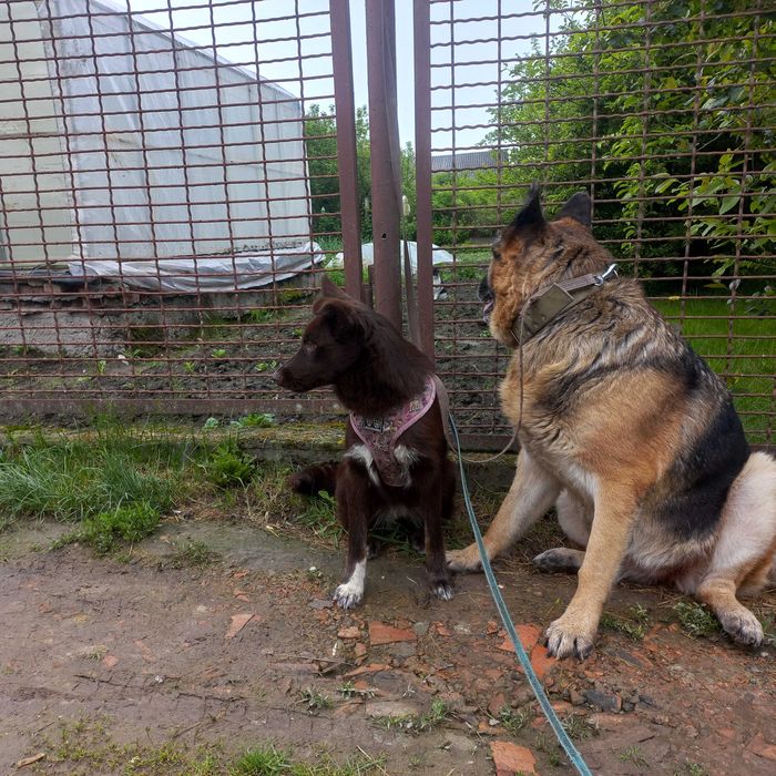 Собака (молоді , підлітки)