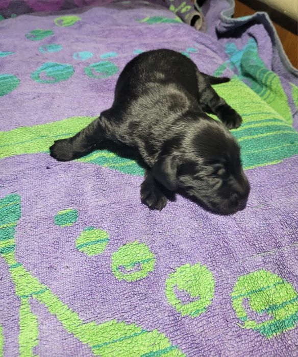 Flat  Coated Retriever