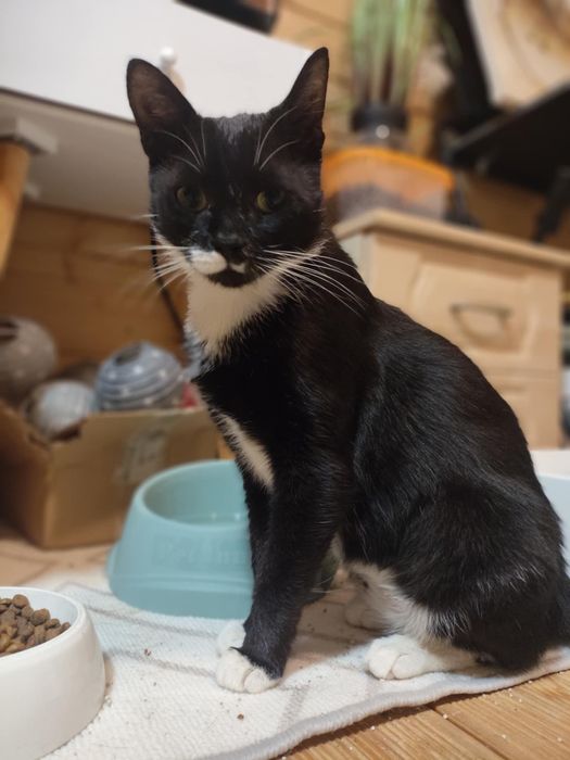 Asia i Basia ,kocięta ,proszą o domy.