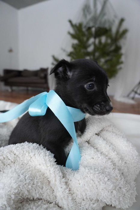 Цуценя хлопчик, безкоштовно в добрі руки