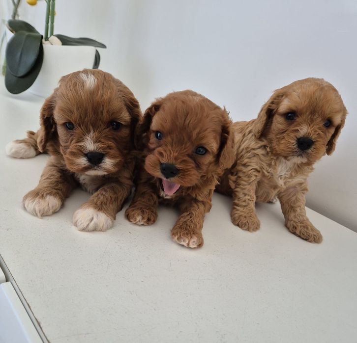 Cavapoo F1 Cavalier & Pudel