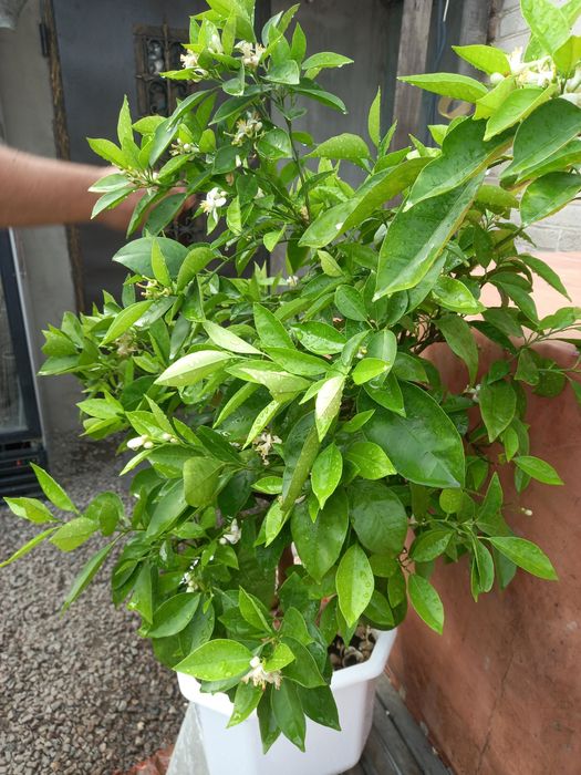 Апельсин , лайм, лимон,.гранат,хурма, инжир