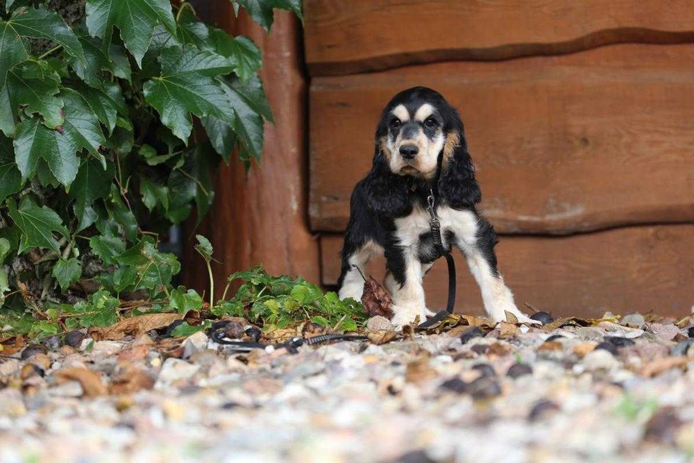 Cocker Spaniel szczeniak