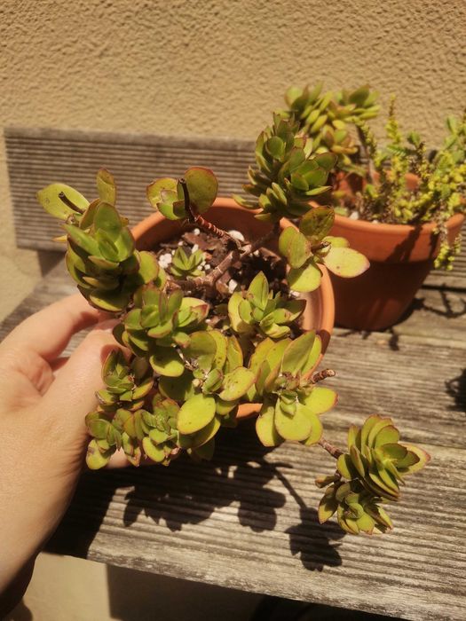 3 Vasos com suculentas variadas