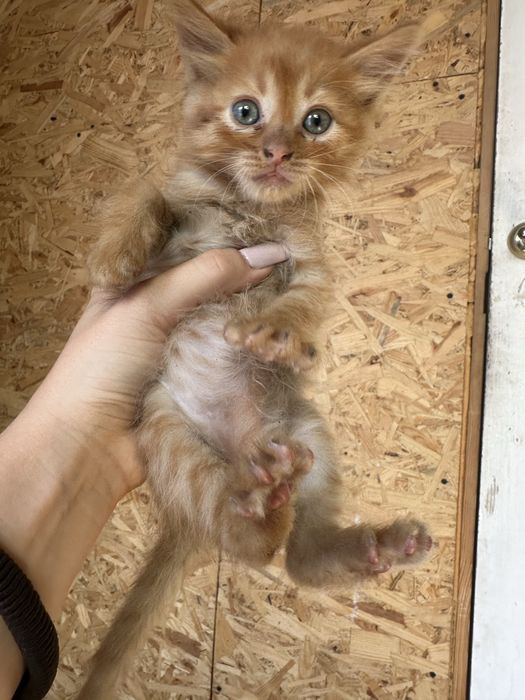 Отдадим котят в добрые руки.