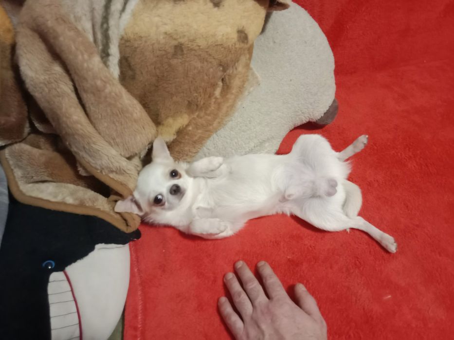 Красотунтик ,запрошуе дамочек на массаж