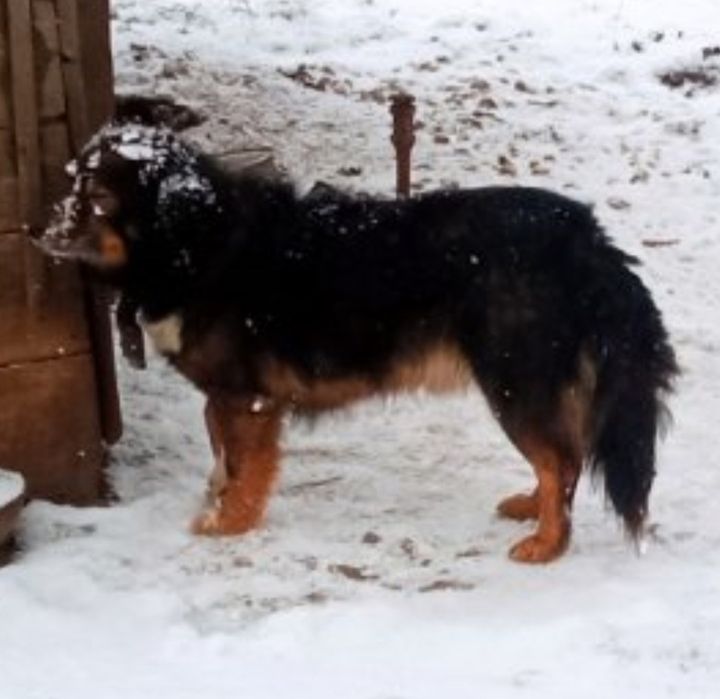 Віддамо відданого лагідного  песика