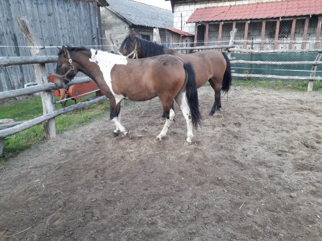 Klaczka huculska srokata